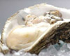 Japanese oysters